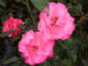 darkpink.jpg (41806 bytes)