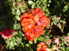 redrose.jpg (68356 bytes)